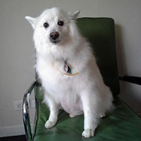 dog groomers