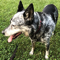 pet groomers